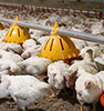Galline ovaiole e riproduttori