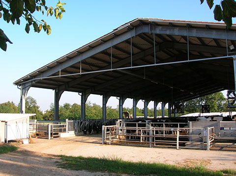 Stalla in ferro per bovini